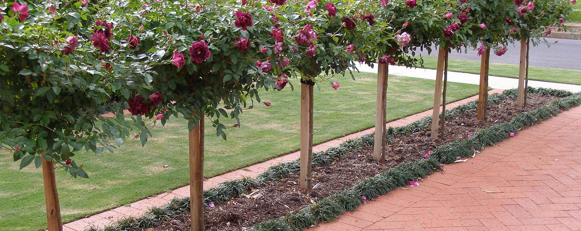 Commercial Range 65mm Austral Bricks Export